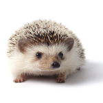 ~Hedgehogs united~