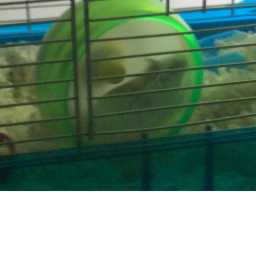 THE PLACE OF THE HAMSTERS's capture the flag game