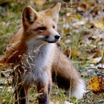Fox_Teams