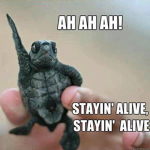 team box turtles