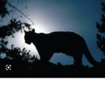 TH3 KING PUMA