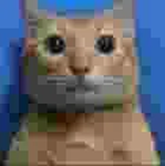 Duminic Protection Command