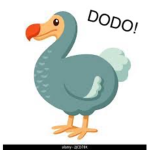 DODO DODO DODO GROUP!