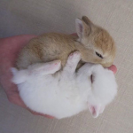 'bunnies'