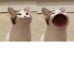 be pop cat or die