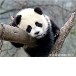 The Panda Lovers