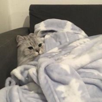 cat sleep in comfortable bed