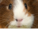 Guinea Pig Army (Official)