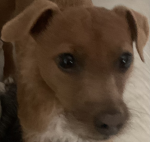 My dog Lucy is so cute