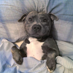 Staffy Fan group!