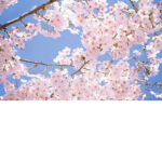 Blossom trees~