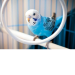 Blue & Budgie