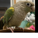 THE PARROT GROUP!