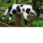 Meow Meow I’m a Cow