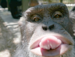 MONKEY TRIBE! : )