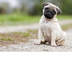 pugs unite