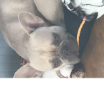 The puppy sweet squad