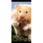 Hamster ran club