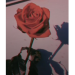 |~flowerss~|