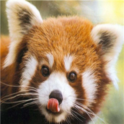 Red Panda Roblox decal