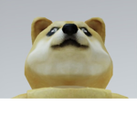 The doge cool