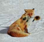 Official fox family