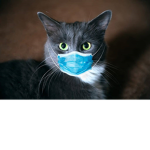 Cat quarantine
