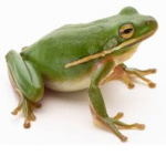 FROGS ARE REAL