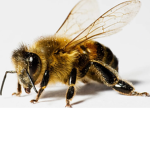 Liam da bee