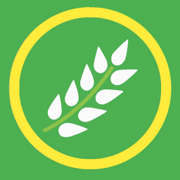 Vietnamese rice market  (in store)