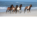 The Equestrian Group <3