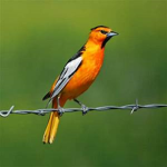 Birds of Nevada BoN