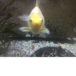 Club of fish