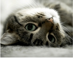 the cute kittys baby kittys