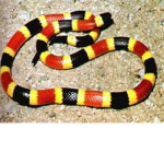 Philadelphia Snakes!!