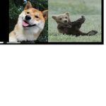 The Shiba Bears!