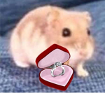 Ratas de el mundo