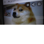 join to pay respect for doge :{