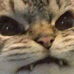 i liek furries