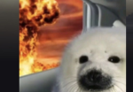THE SEAL ARMY!!!!