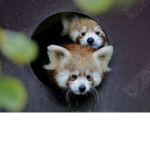 animal amzors