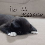ilo 父
