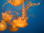 Jellyfish community