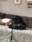 Me dogs love