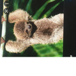 Sloth_fangroup!!!