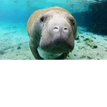 Manatee Lovers