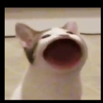 dat mah cat