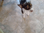DoGGroup_1
