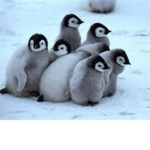 The Furry Penguins