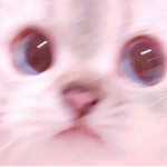 꽁치참치